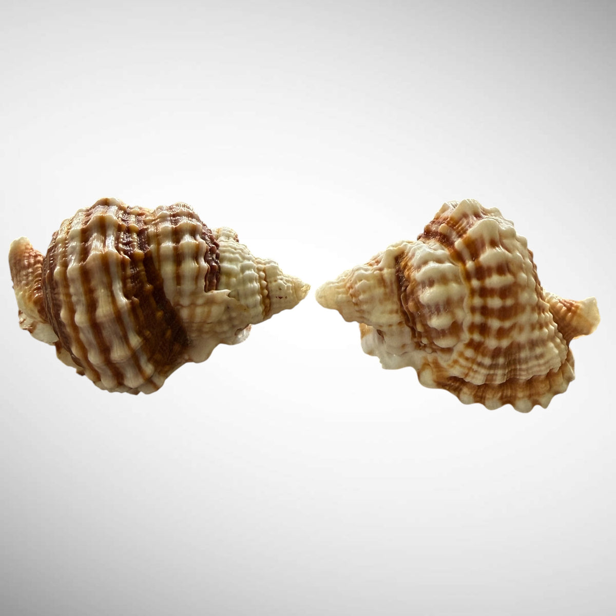 Common Distorsio (Old Lady Conch)