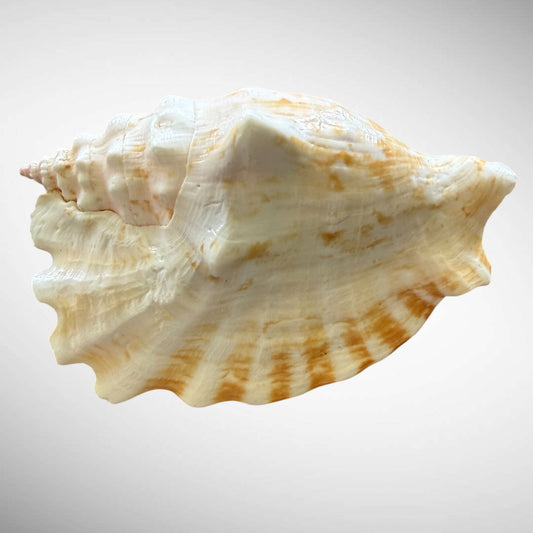 Rooster Conch / Rooster-tail Conch