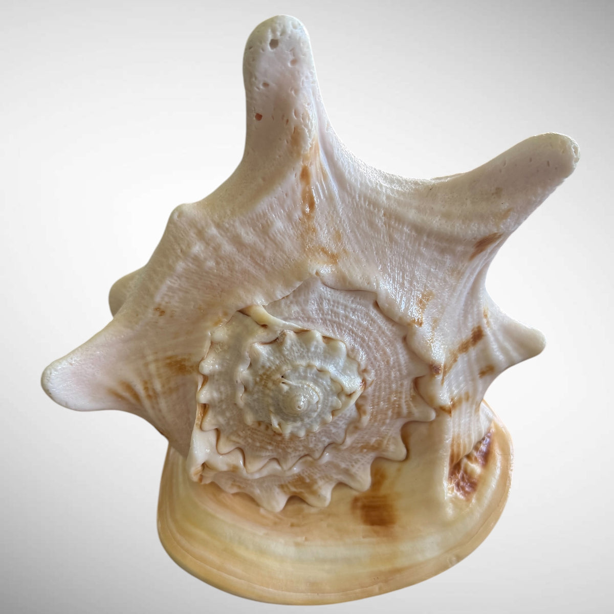 Large Natural Cassis Cornuta Horned Helmet Shell