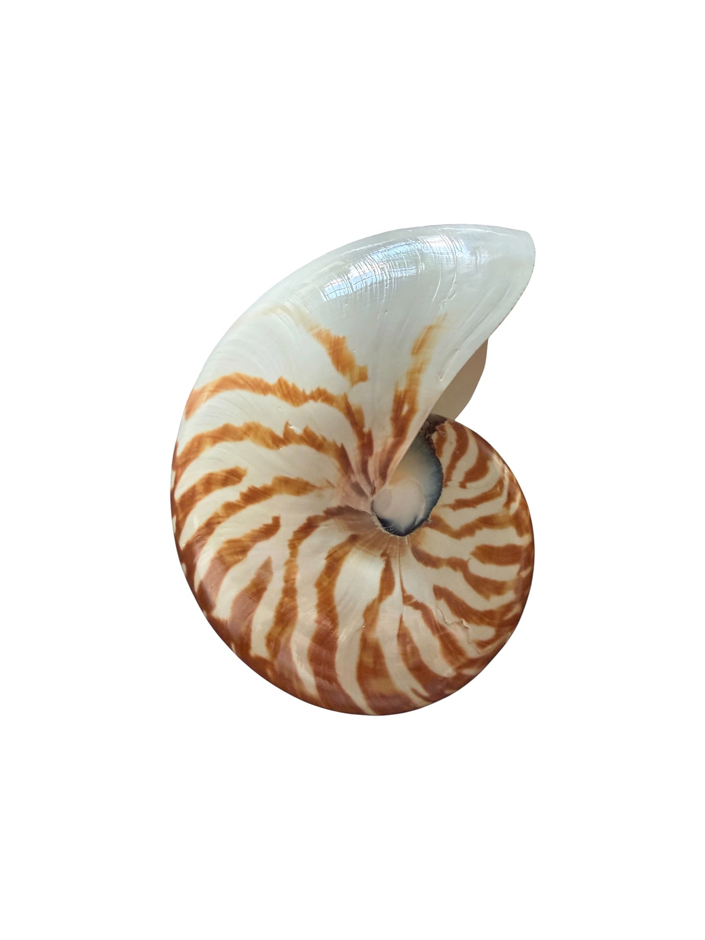 Chambered Nautilus Tiger Stripe