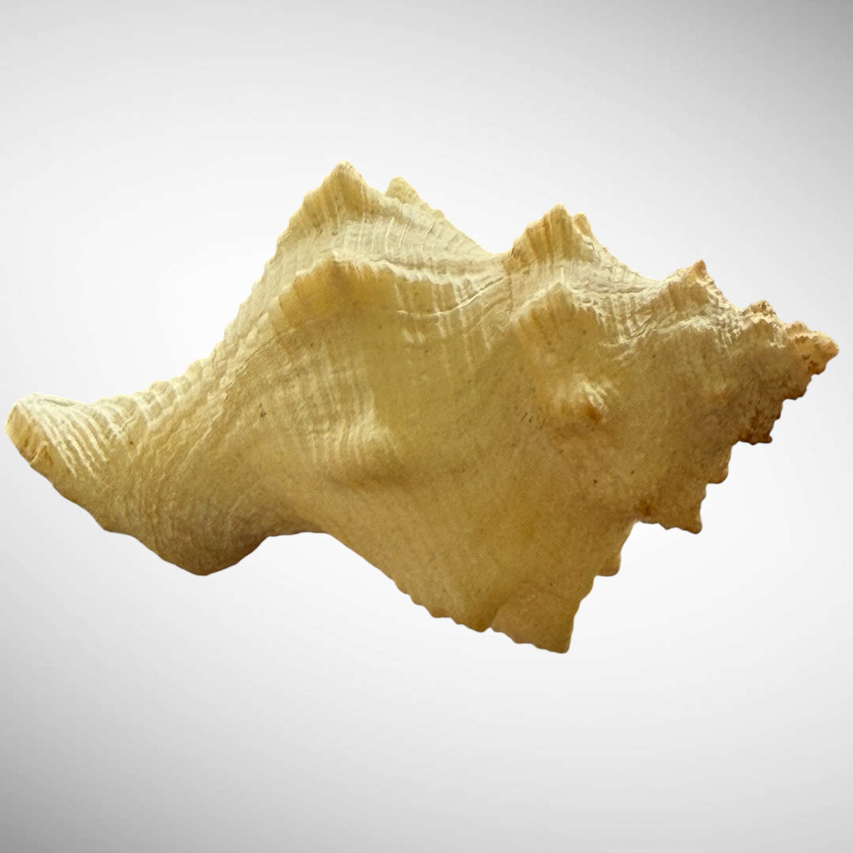 Gates’ Goblet Shell