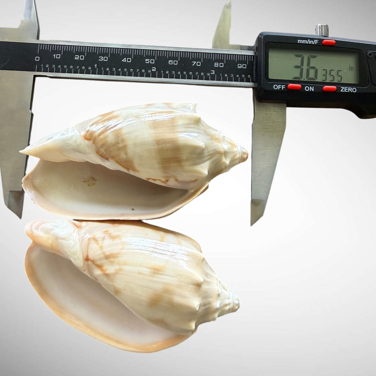 Cymbiola nobilis “Noble Volute” Seashell