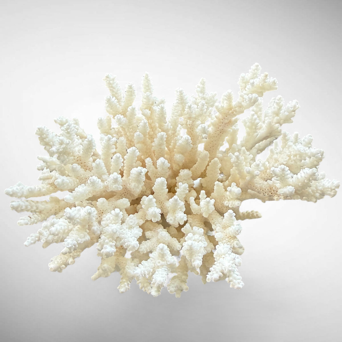 Natural Branching Acropora Coral Skeleton