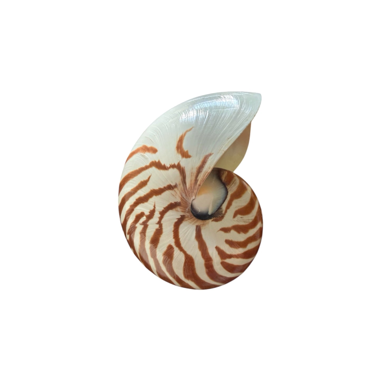 Chambered Nautilus Tiger Stripe