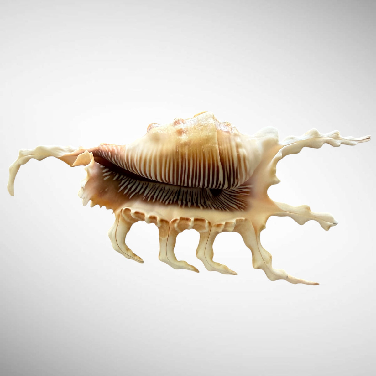 Natural Chiragara Spider Conch Shell – Choose Size (4.4" or 5.5")