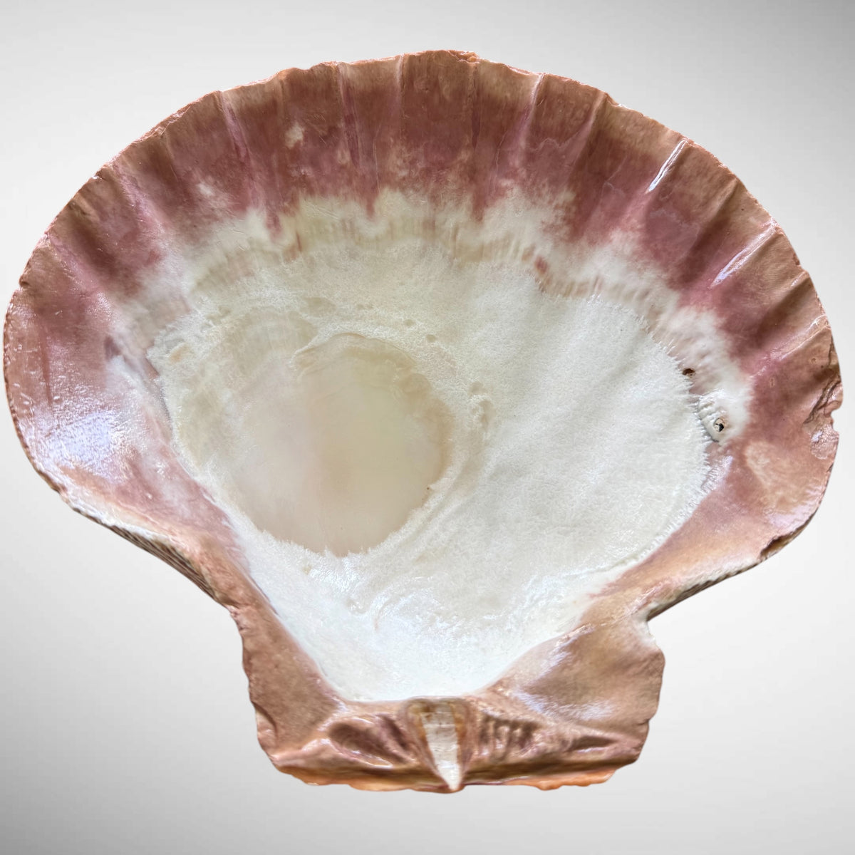 Lion's Paw Shells (Easel Included)