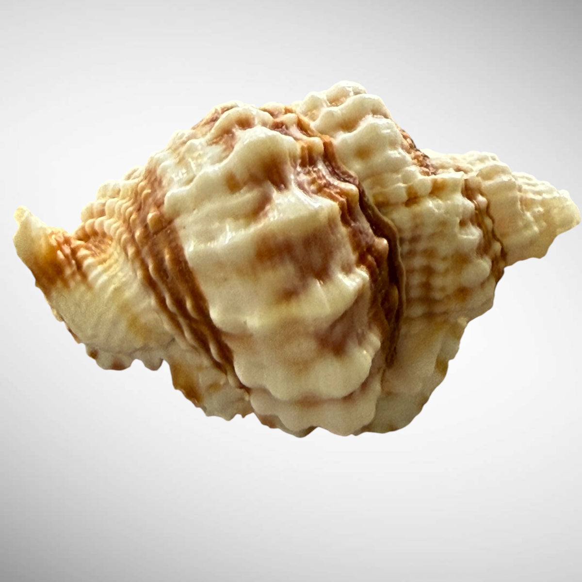 Common Distorsio (Old Lady Conch)
