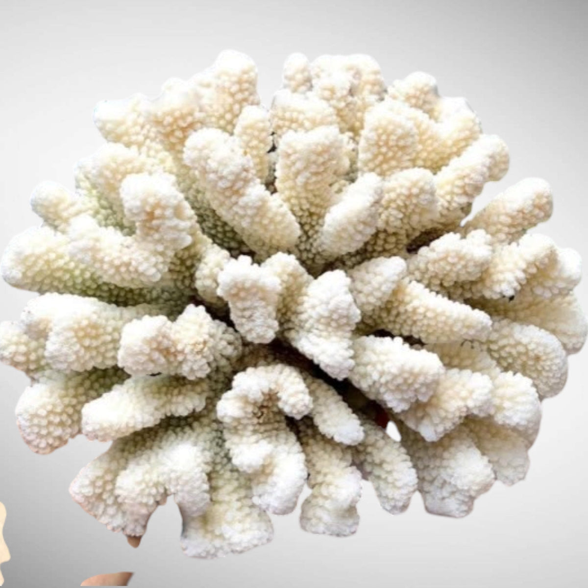 Natural Coral and Sea Life