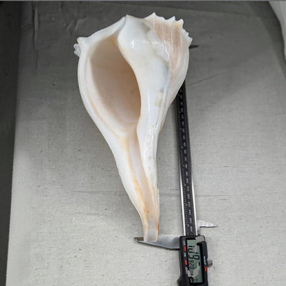 Florida Lighting Whelk