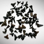 Fossilized Shark Teeth Set