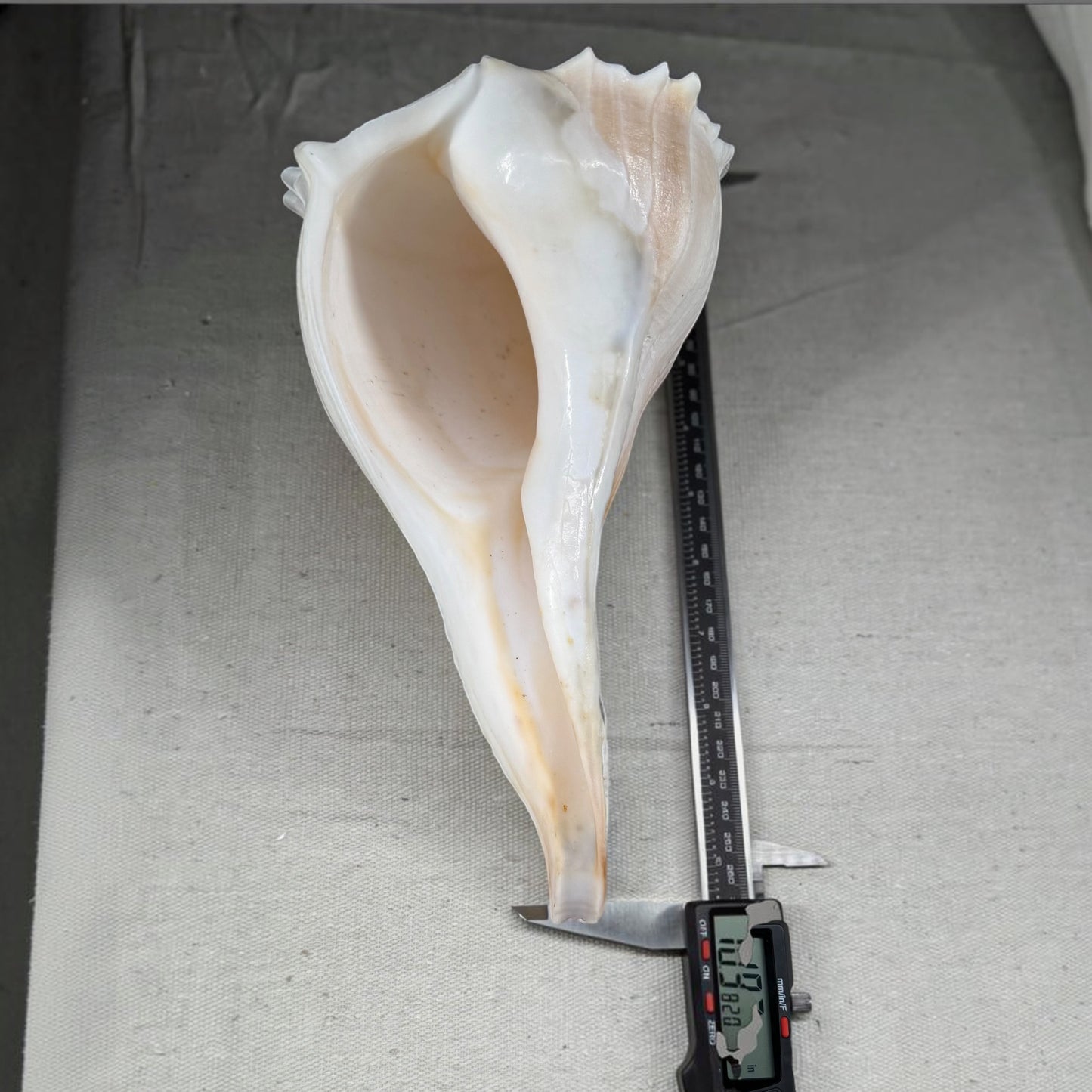 Florida Lighting Whelk