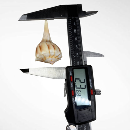 Florida Lighting Whelk