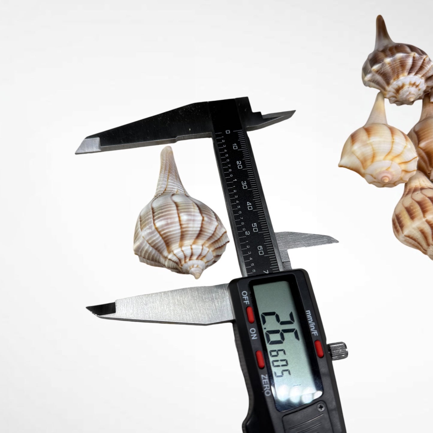 Florida Lighting Whelk