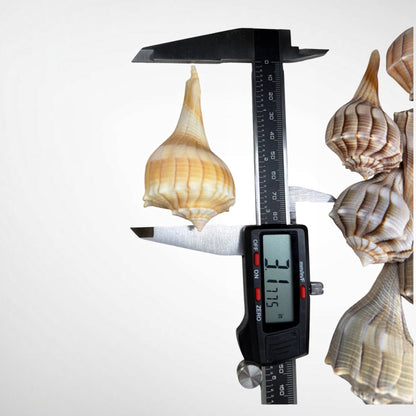 Florida Lighting Whelk