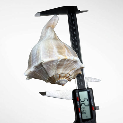 Florida Lighting Whelk