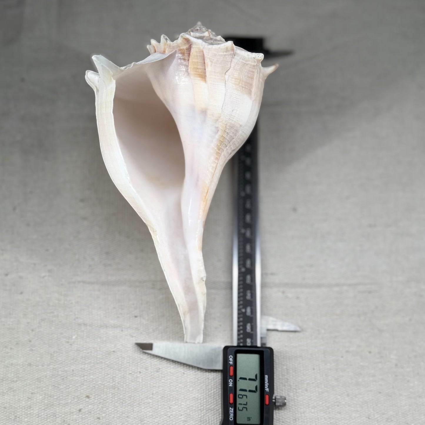 Florida Lighting Whelk