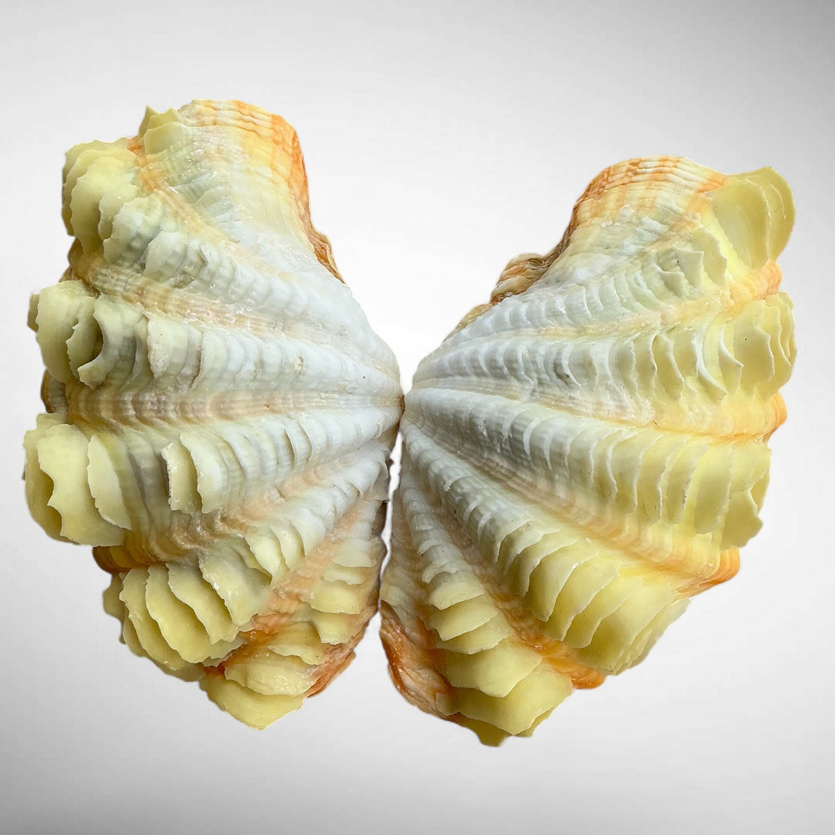 Yellow Ruffled Clam Shell Pairs