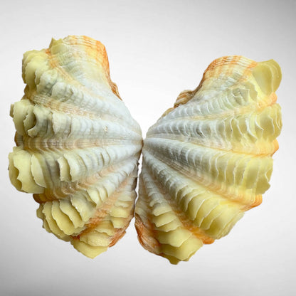 Yellow Ruffled Clam Shell Pairs