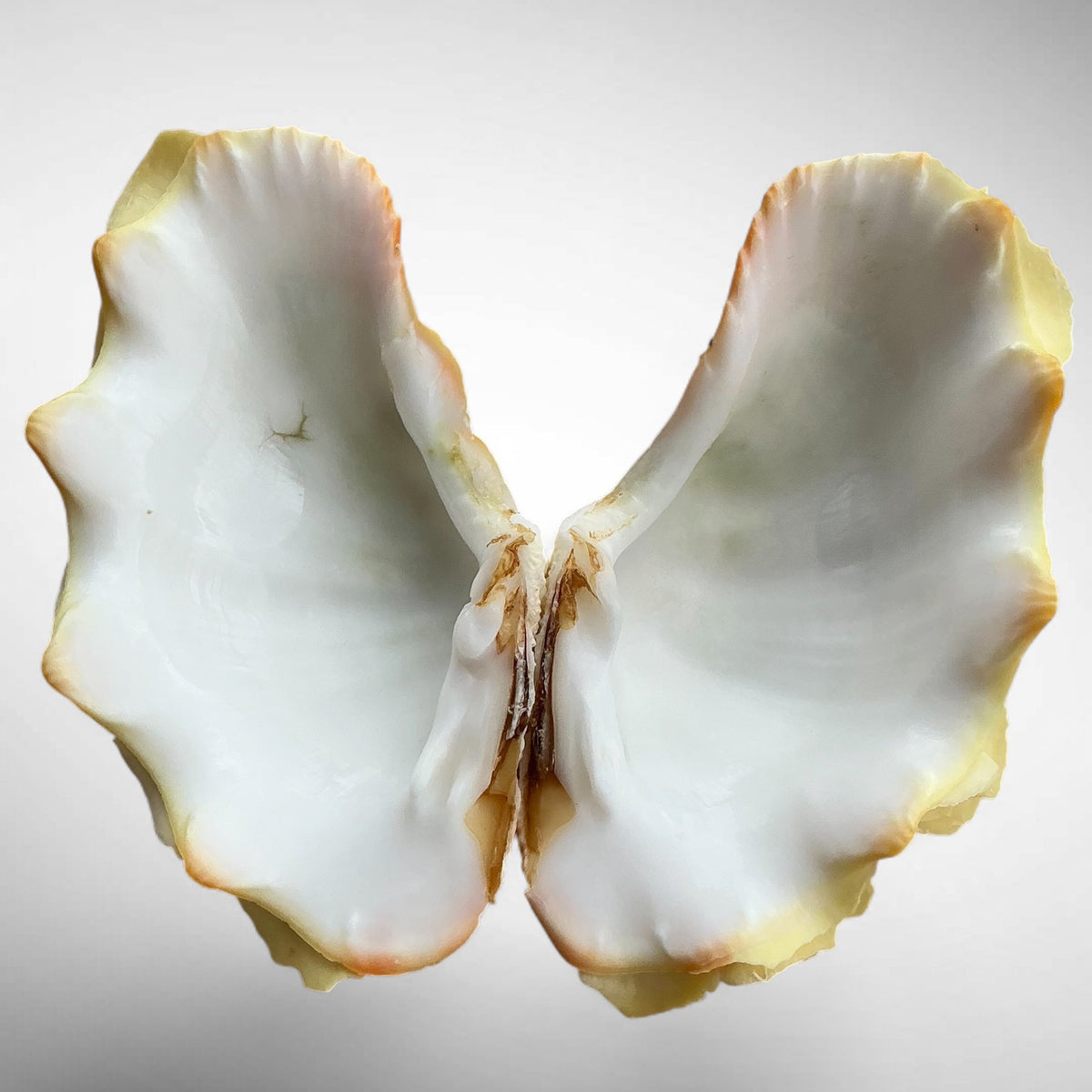 Yellow Ruffled Clam Shell Pairs