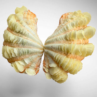 Yellow Ruffled Clam Shell Pairs