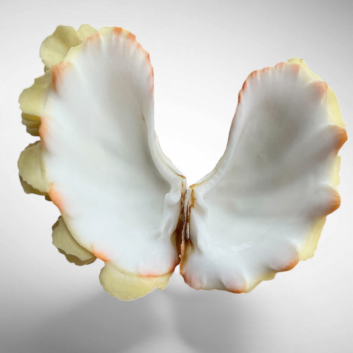 Yellow Ruffled Clam Shell Pairs