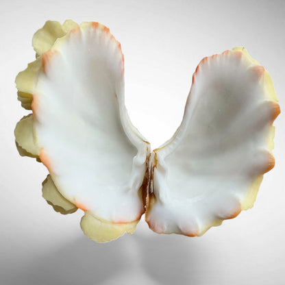 Yellow Ruffled Clam Shell Pairs