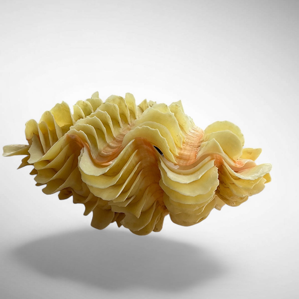 Yellow Ruffled Clam Shell Pairs