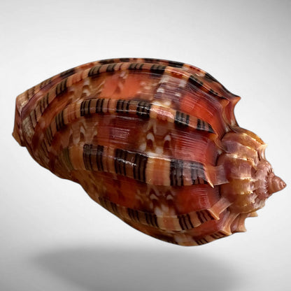 Harp Shell Specimen (Harpa harpa)