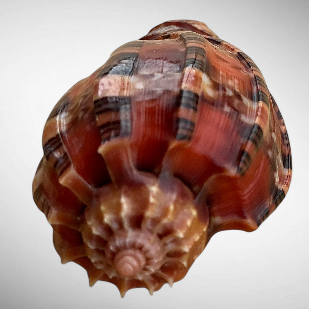 Harp Shell Specimen (Harpa harpa)