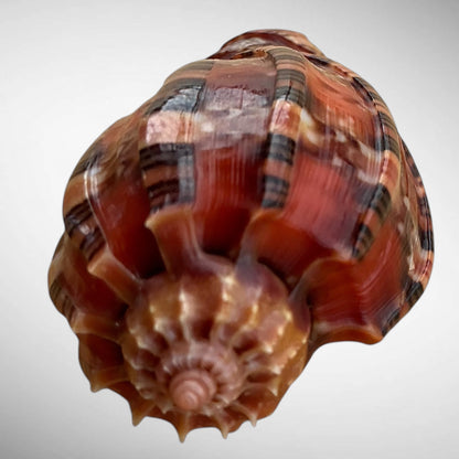 Harp Shell Specimen (Harpa harpa)