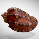 Harp Shell Specimen (Harpa harpa)