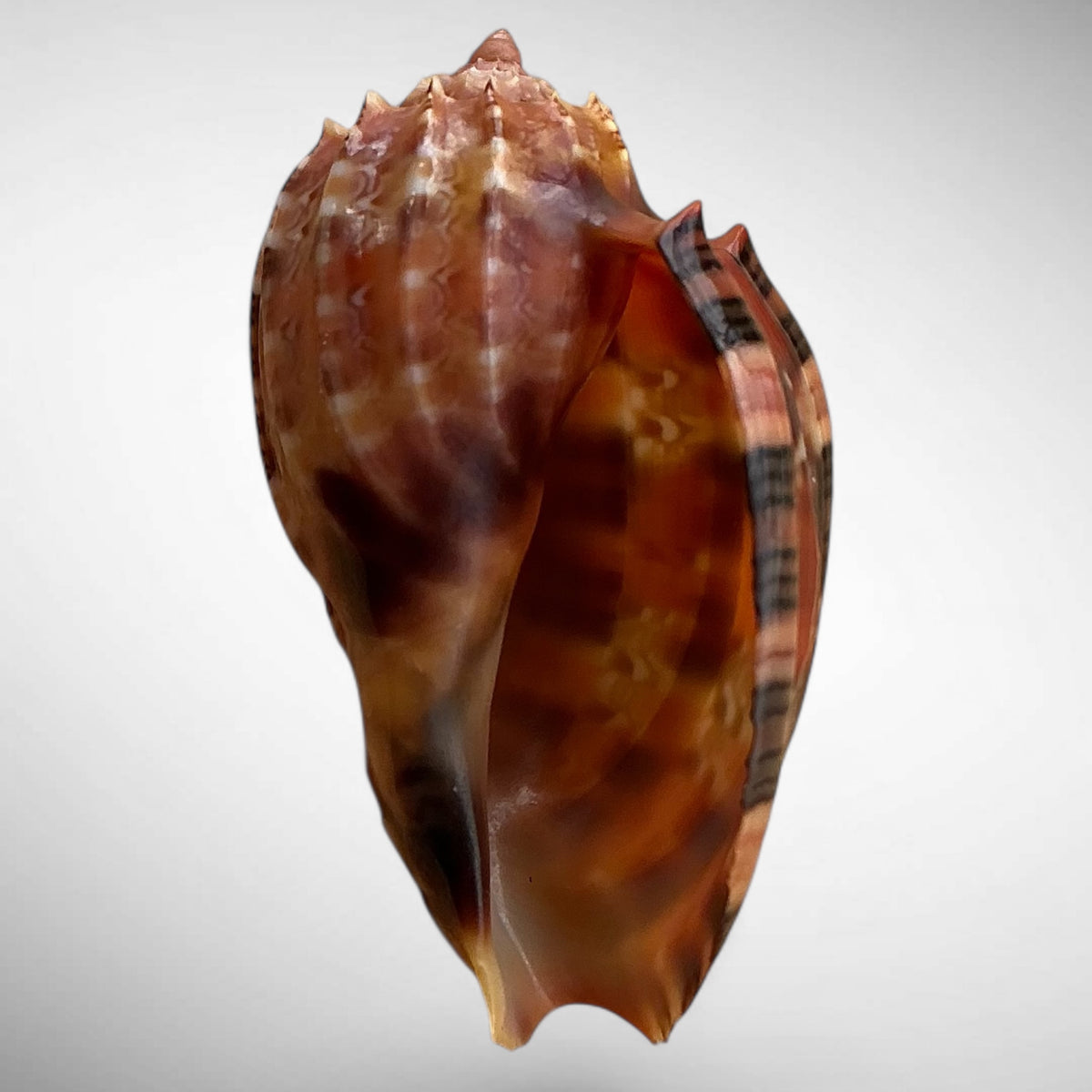Harp Shell Specimen (Harpa harpa)