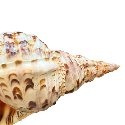 Rare Stunning Specimen Natural Triton Trumpet Pink & Cream 11.5” with operculum