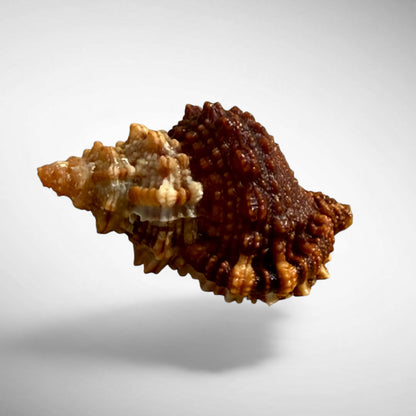 Red Mouth Frog Shell