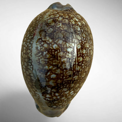 Arabian Cowrie (Mauritia arabica)