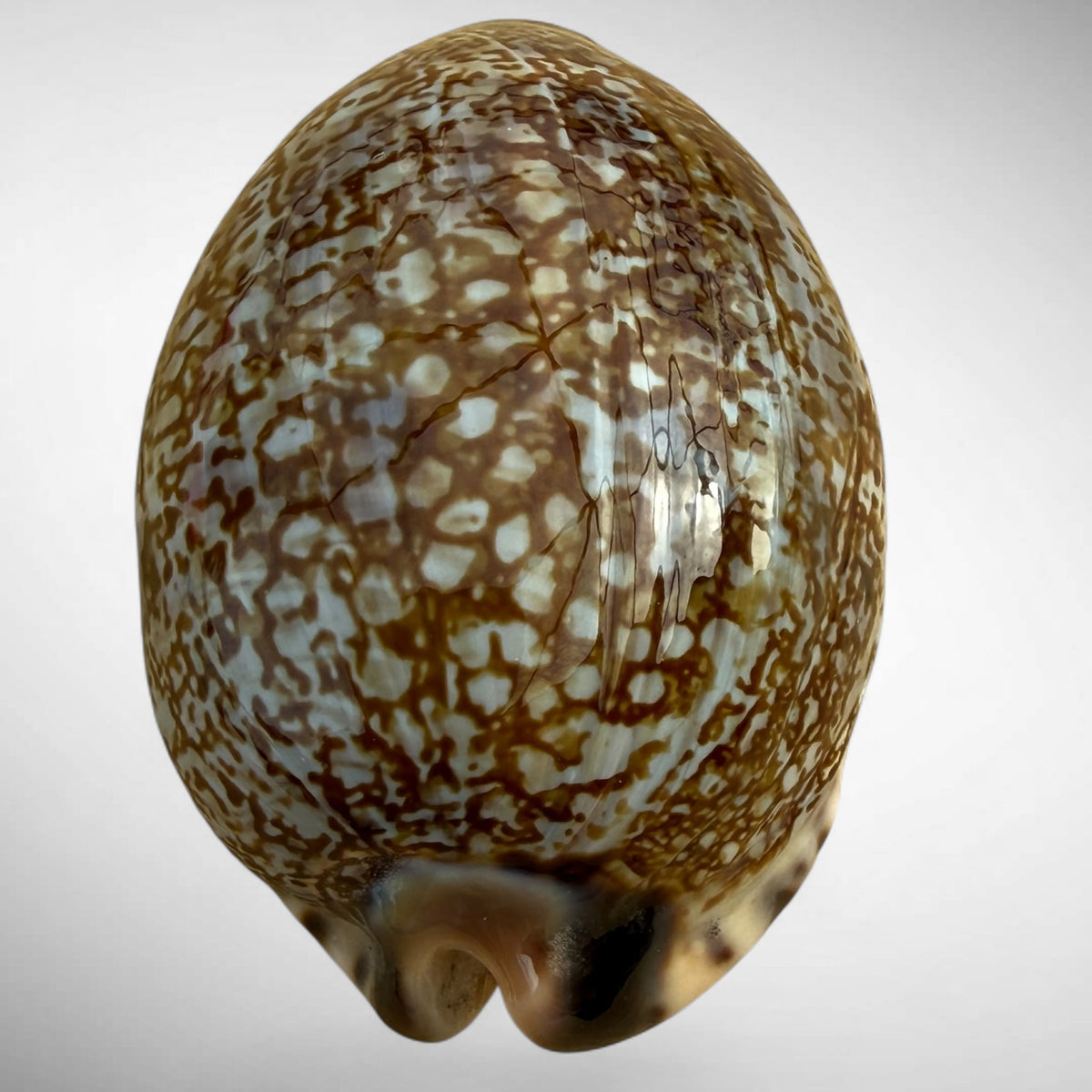 Arabian Cowrie (Mauritia arabica)