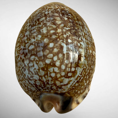 Arabian Cowrie (Mauritia arabica)