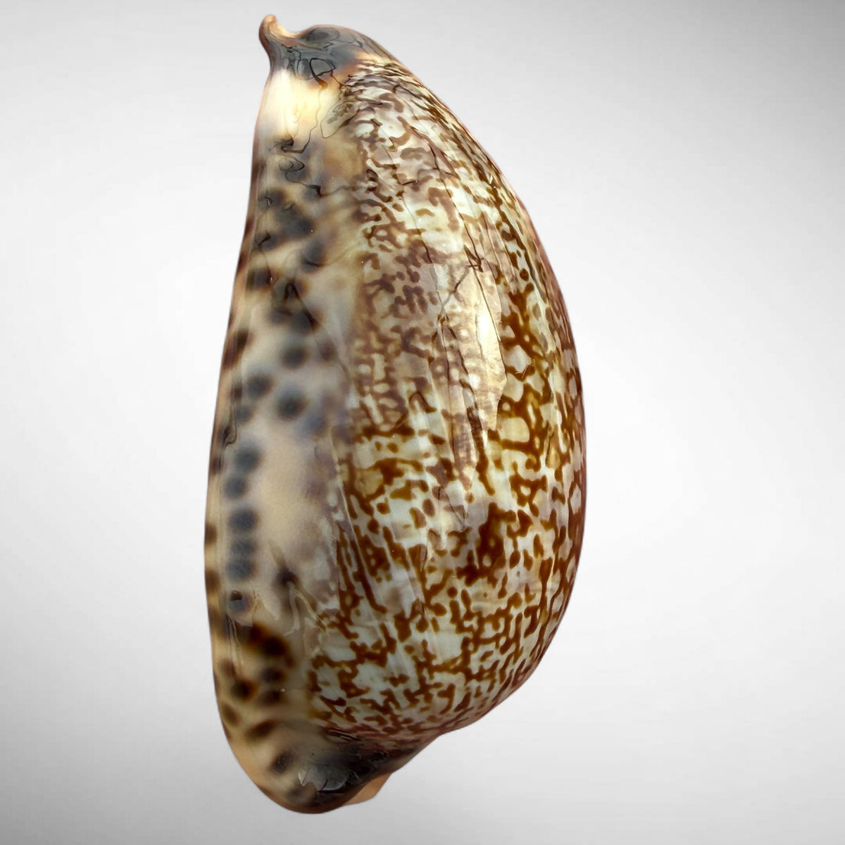 Arabian Cowrie (Mauritia arabica)