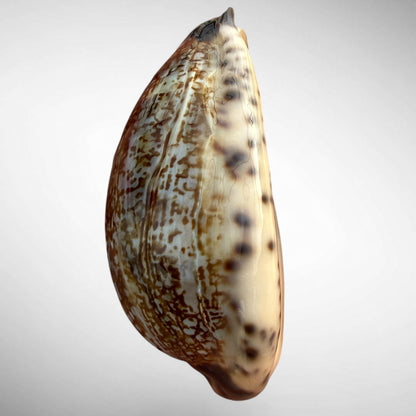 Arabian Cowrie (Mauritia arabica)