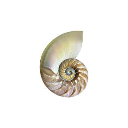 Chambered Nautilus Half Cut.