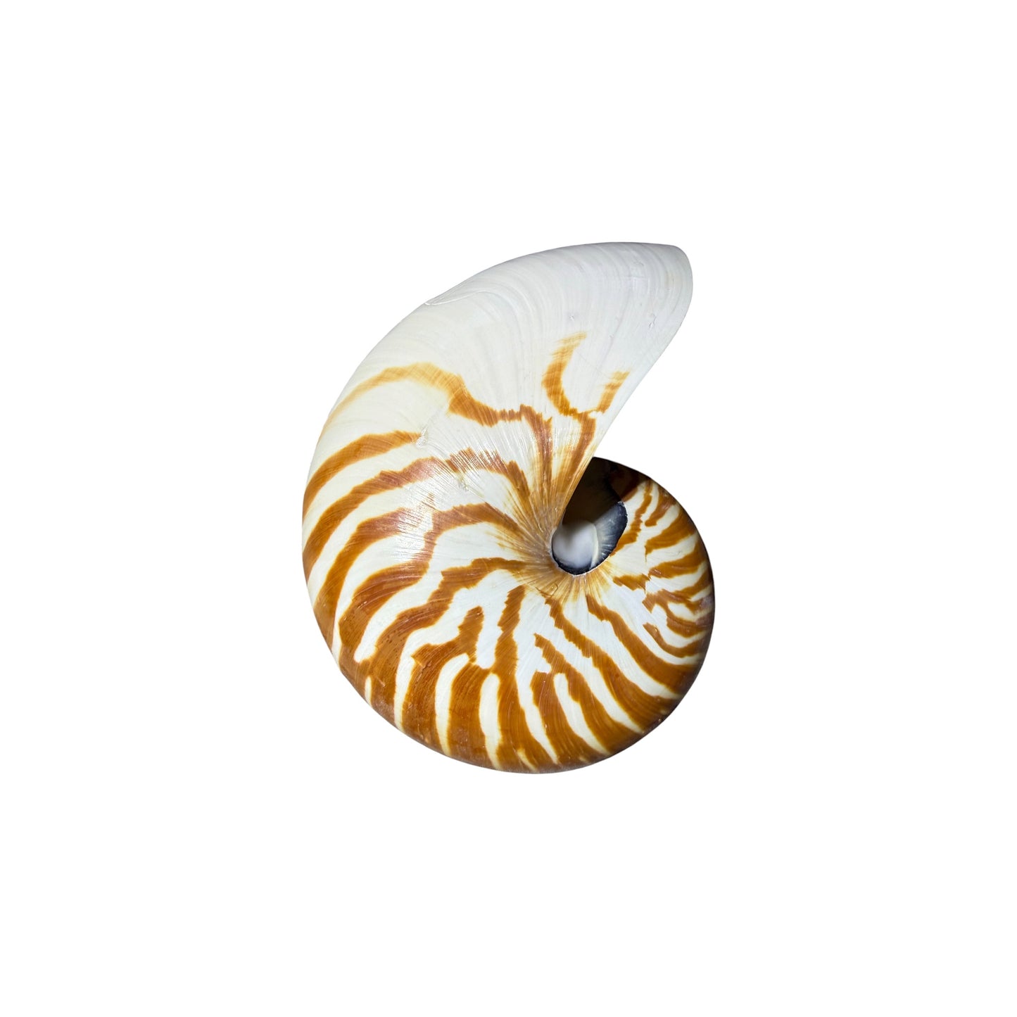 Chambered Nautilus Half Cut.