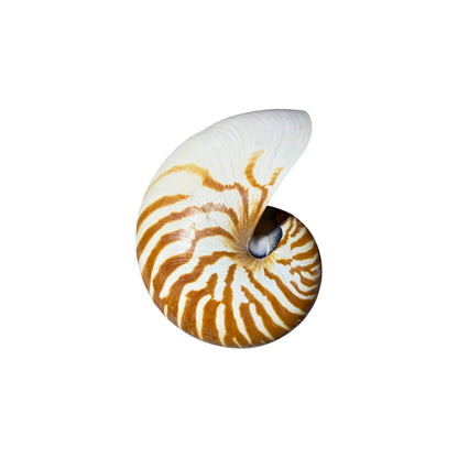 Chambered Nautilus Half Cut.