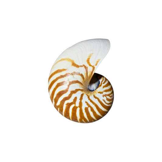 Chambered Nautilus Half Cut.