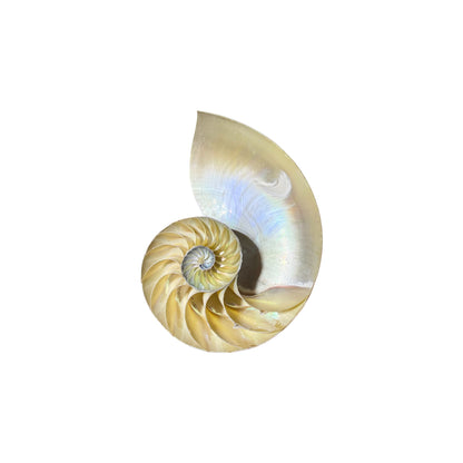 Chambered Nautilus Half Cut.