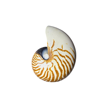 Chambered Nautilus Half Cut.