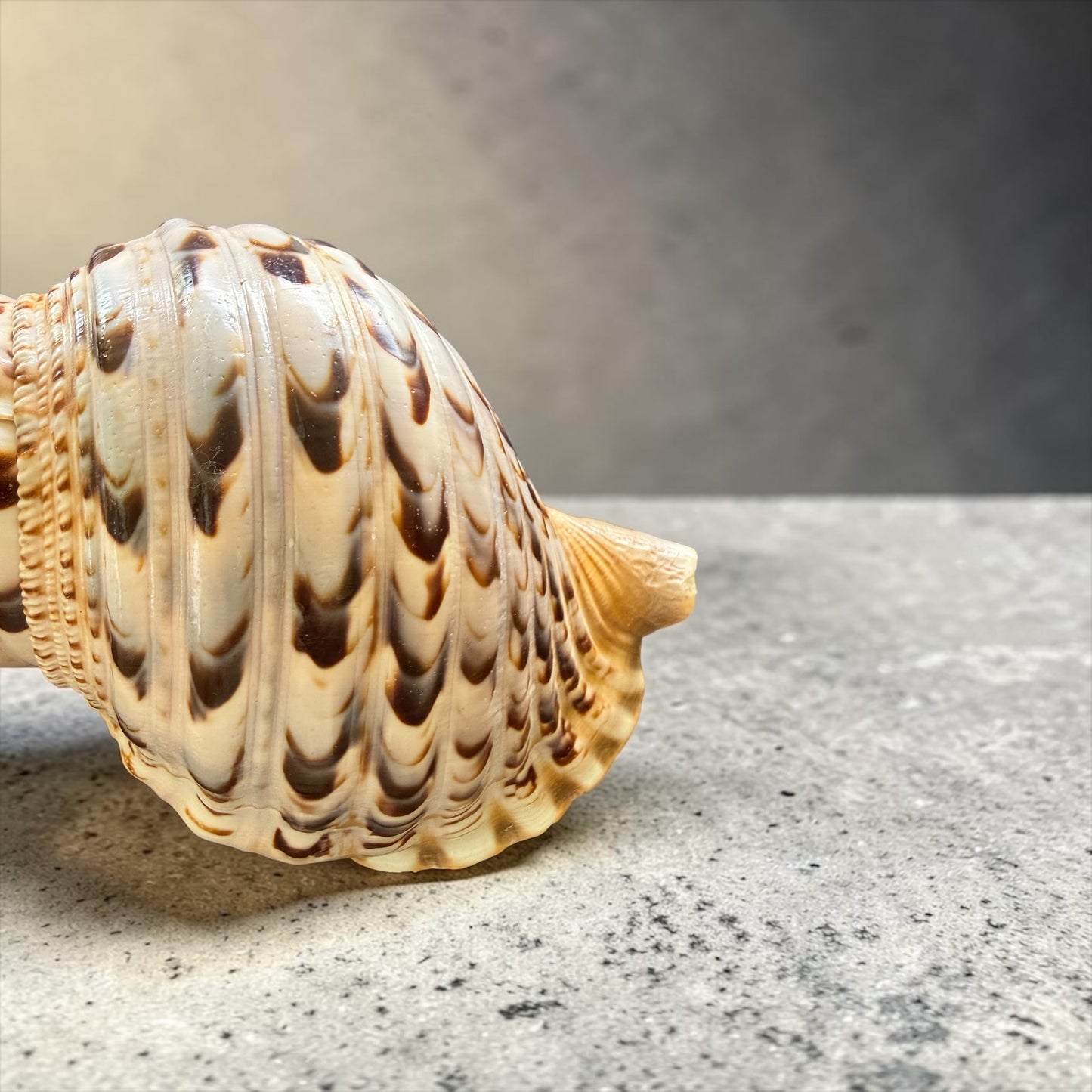 Rare Stunning Specimen Natural Triton Trumpet Pink & Cream 11.5” with operculum