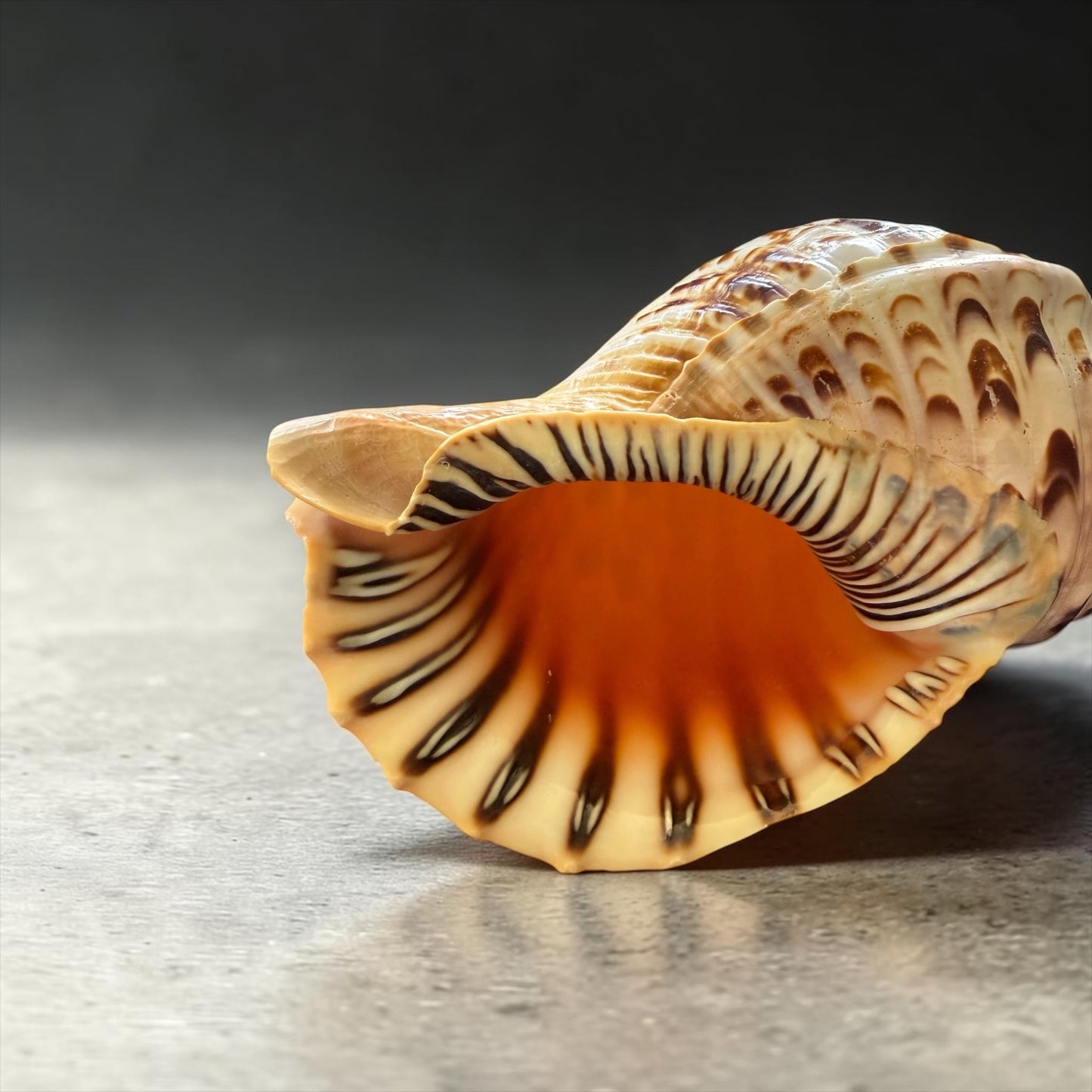 Rare Stunning Specimen Natural Triton Trumpet Pink & Cream 11.5” with operculum