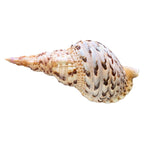 Rare Stunning Specimen Natural Triton Trumpet Pink & Cream 11.5” with operculum