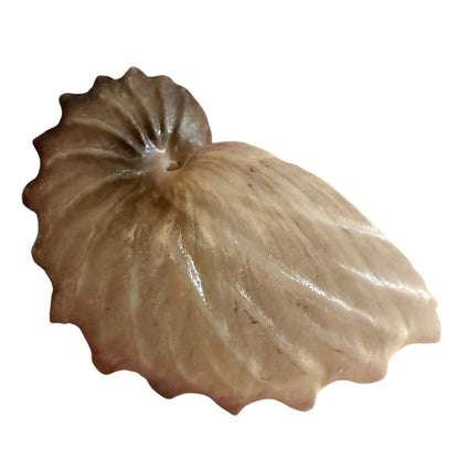 Argonauta Hians / Brown Paper Nautilus