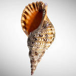 Charonia Triton/ Triton Trumpet